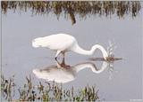 Great Egret #1 (action shot)