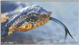 Eastern Hognose Snake