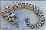 Eastern Hognose Snake (copper phase)