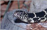 Eastern Kingsnake