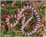 Eastern Milk Snake