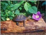 Eastern Painted Turtle 1