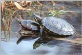 Eastern Painted and Red-eared Slider Turtles