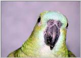 blue-fronted Amazons (amazona aestiva)