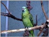 Blue-Fronted Amazon (amazona aestiva)