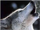 REQ: Wolf-01-