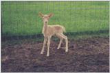 Fallow Deer - Fawn