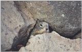 Ground Squirrel 36k jpg