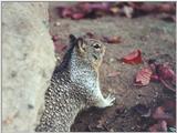 Ground Squirrel 68k jpg