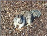 Ground Squirrel 99k jpg