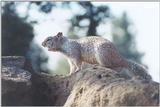 Ground Squirrel 89k jpg