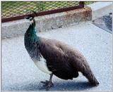 female peacock = peahen - Indian peafowl (Pavo cristatus)