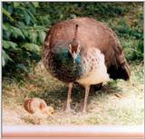 female peacock with chicks - Indian peafowl (Pavo cristatus)