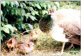 female peacock with chicks2 - Indian peafowl (Pavo cristatus)