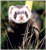 ferretr