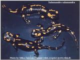 Fire Salamander (Salamandra salamandra) by Mika Jansson