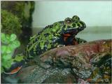 Fire bellied toad