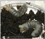 2nd grade larvae(of flat stagbeetle)