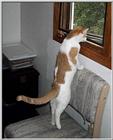Re: REQ.  Dog and cat photos(cats this time)