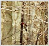 unknown bird 1