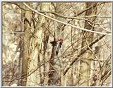 unknown bird 2