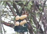 Fox Squirrel 2