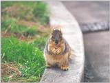 Fox Squirrel 3