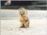 Fox Squirrel 4