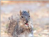 Fox Squirrel 6