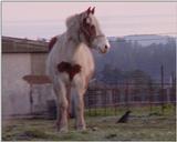 Horse and bird....