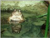Chairman of the Pond