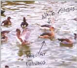 Fulvous Whistling Duck Mutation