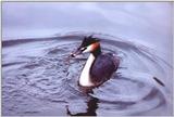 ->  A redhead - a Great Crested Grebe