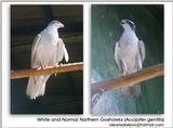 magpie and goshawk