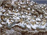 Gannets