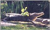 American Alligator