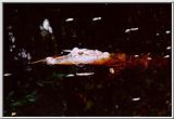 Alligator - Okefenokee Swamp - gator02.jpg