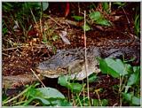 Alligator - Okefenokee Swamp - gator03.jpg