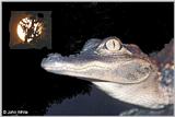 Moonlight Alligator
