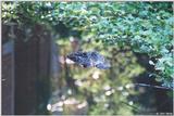 American Alligator - Alligator mississippiensis