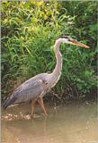 Great Blue Heron = great blue heron (Ardea herodias)