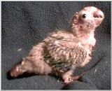 Green Cheek Conure Chick