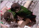 My Birds - Baby conures