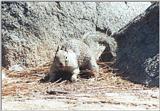 California Ground squirrel