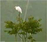 Great Egret #3