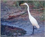 Great Egret #4