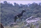 Re: REQ : Goats - geit.jpg