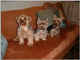 Yorkies anyone? - ggt.jpg (0/1)