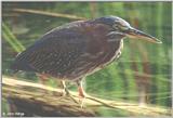 Green Heron #1