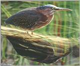 Green Heron #3